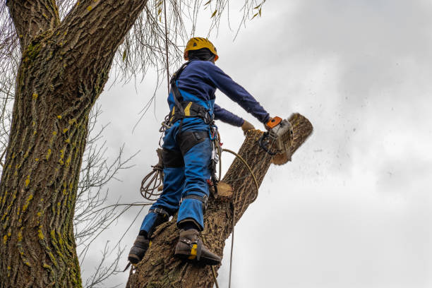 Best Hedge Trimming  in Auburndale, FL