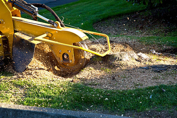 Best Tree Health Inspection  in Auburndale, FL